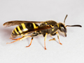 Ancistrocerus nigricornis